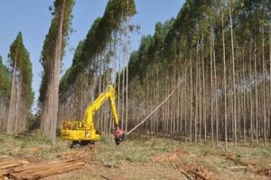 A biomassa da madeira entra na disputa com a biomassa da cana
