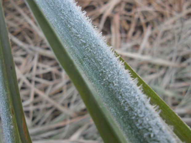 Embrapa orienta produtores a evitarem cultivo da cana-de-açúcar no inverno