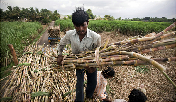 Produção de açúcar no principal estado indiano deve subir 19% em 2016/17