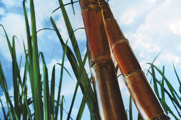 8 explicações sobre o impacto das condições climáticas na cana-de-açúcar