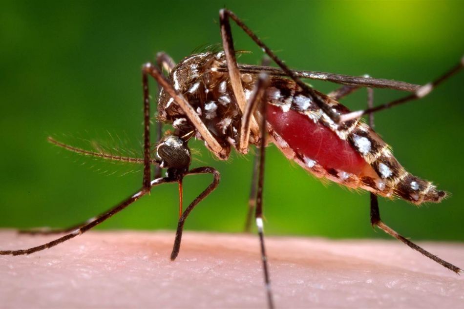 Usinas ampliam prevenção à chikungunya em 2017