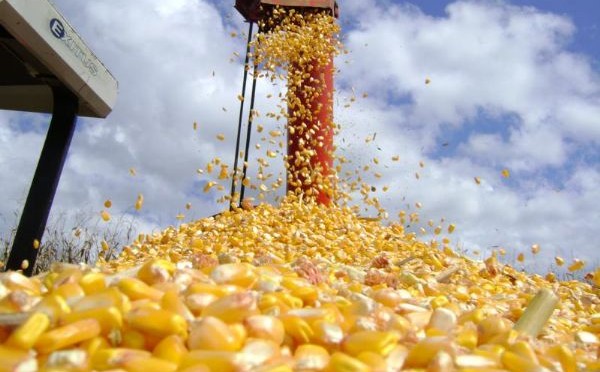 A nova unidade da Inpasa terá 100% da produção de etanol a partir do milho (Foto: Divulgação)
