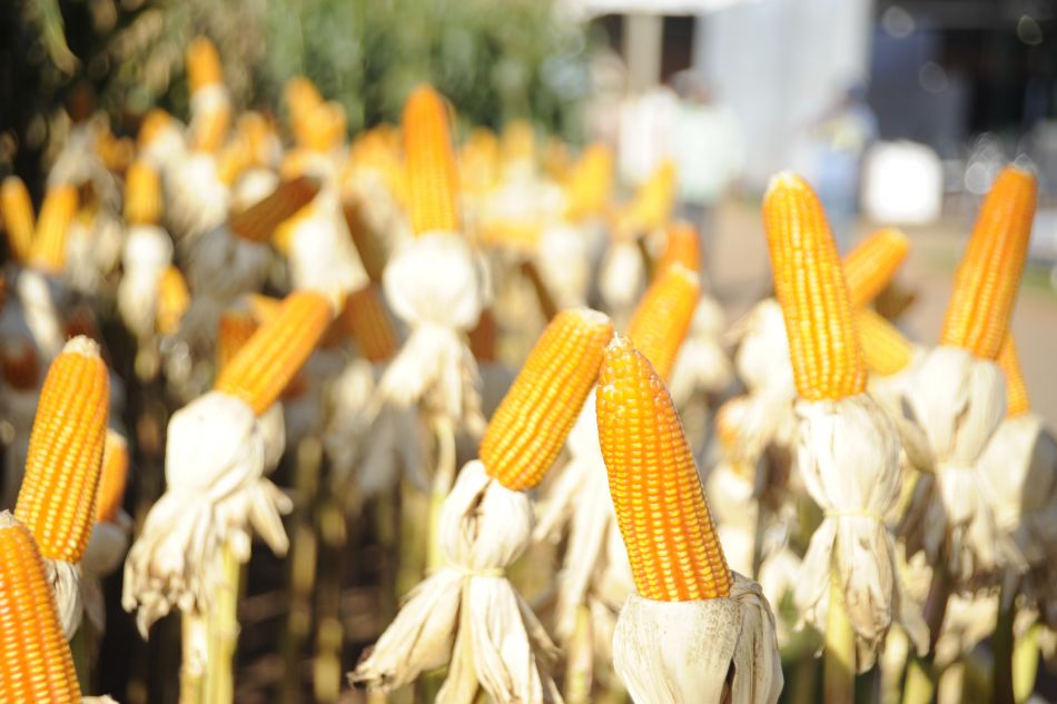 Mato Grosso terá nova planta de etanol a partir do milho