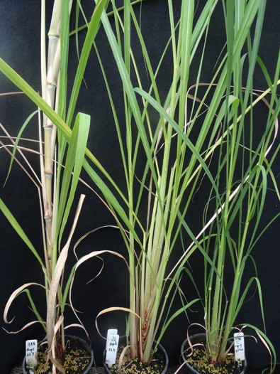 À esquerda, cana silenciada para o gene ScGAI, ao centro, planta não modificada e à direita cultura superexpressando o gene ScGAI. (foto: Rafael Garcia Tavares)