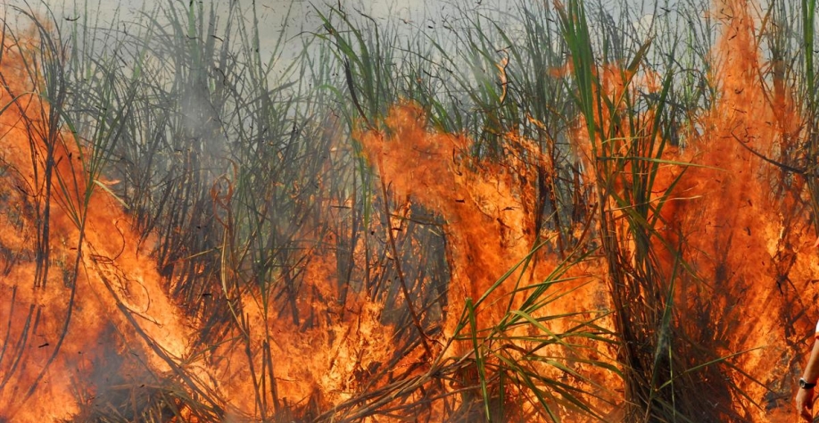 O incêndio criminoso atingiu 7,14 hectares de cana operados pela Agrovale (Foto: Divulgação)