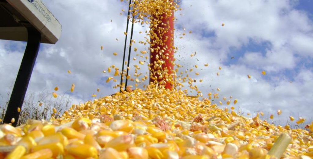 Mato Grosso do Sul cria legislação específica para usinas de etanol de milho