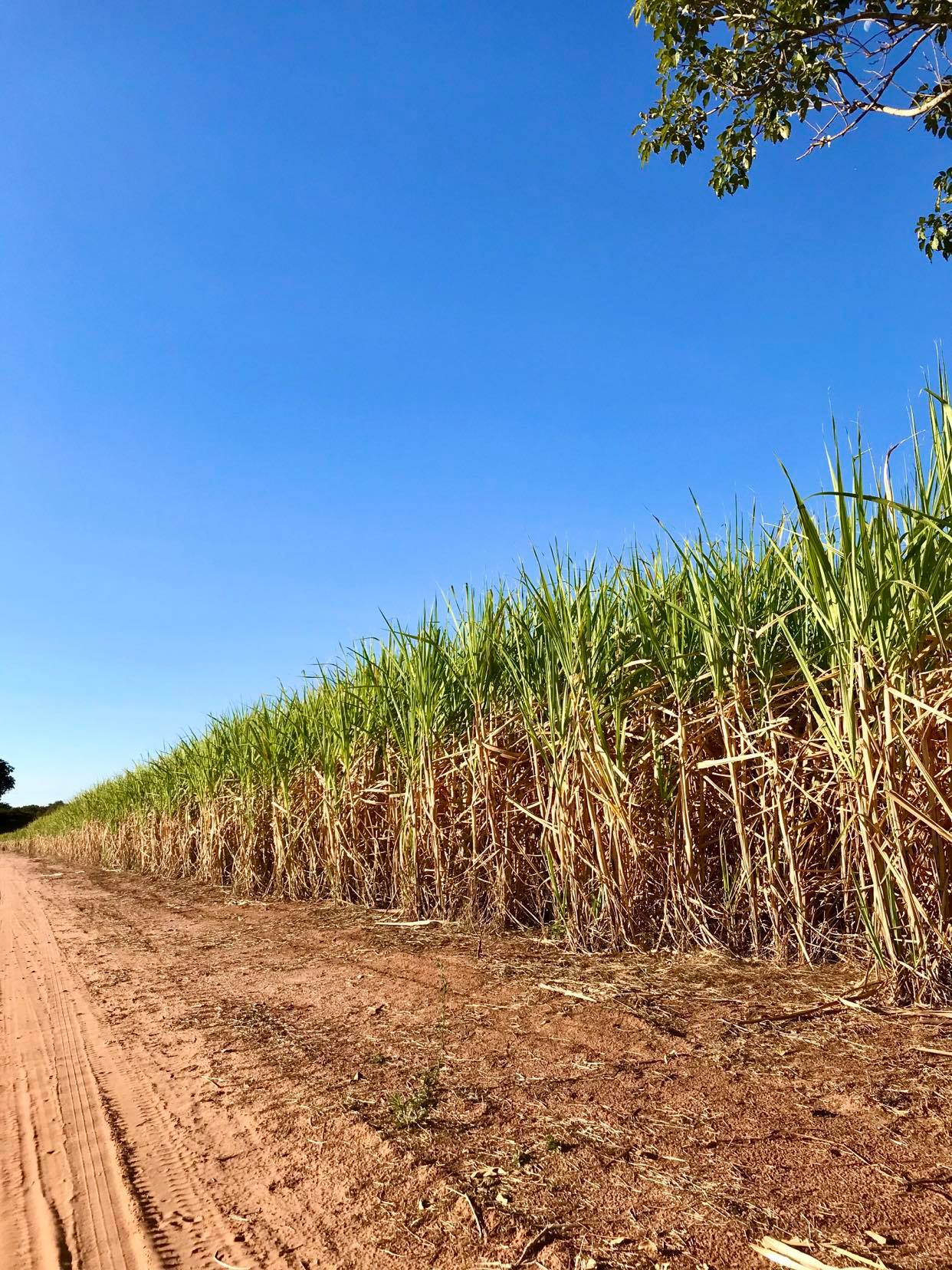 Goiás deve registrar mais de 75,78 milhões de toneladas de cana-de-açúcar na safra 2020/21