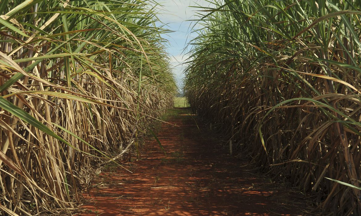 Pesquisa sobre evolução da cana-de-açúcar é realizada na Paraíba