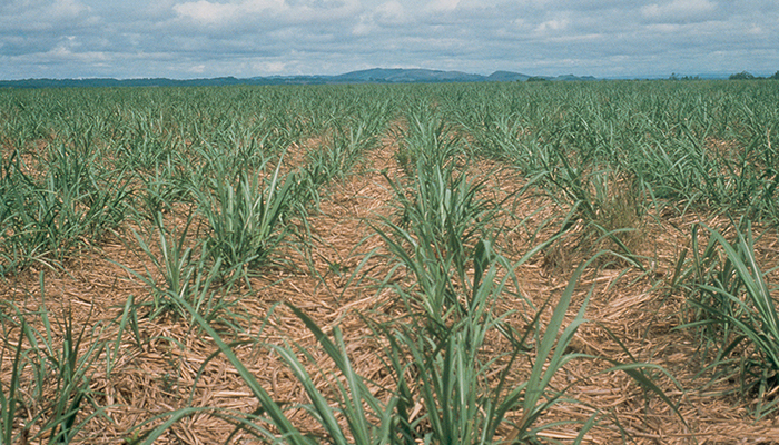 5 mitos esclarecidos sobre herbicida revolucionário para cana-de-açúcar