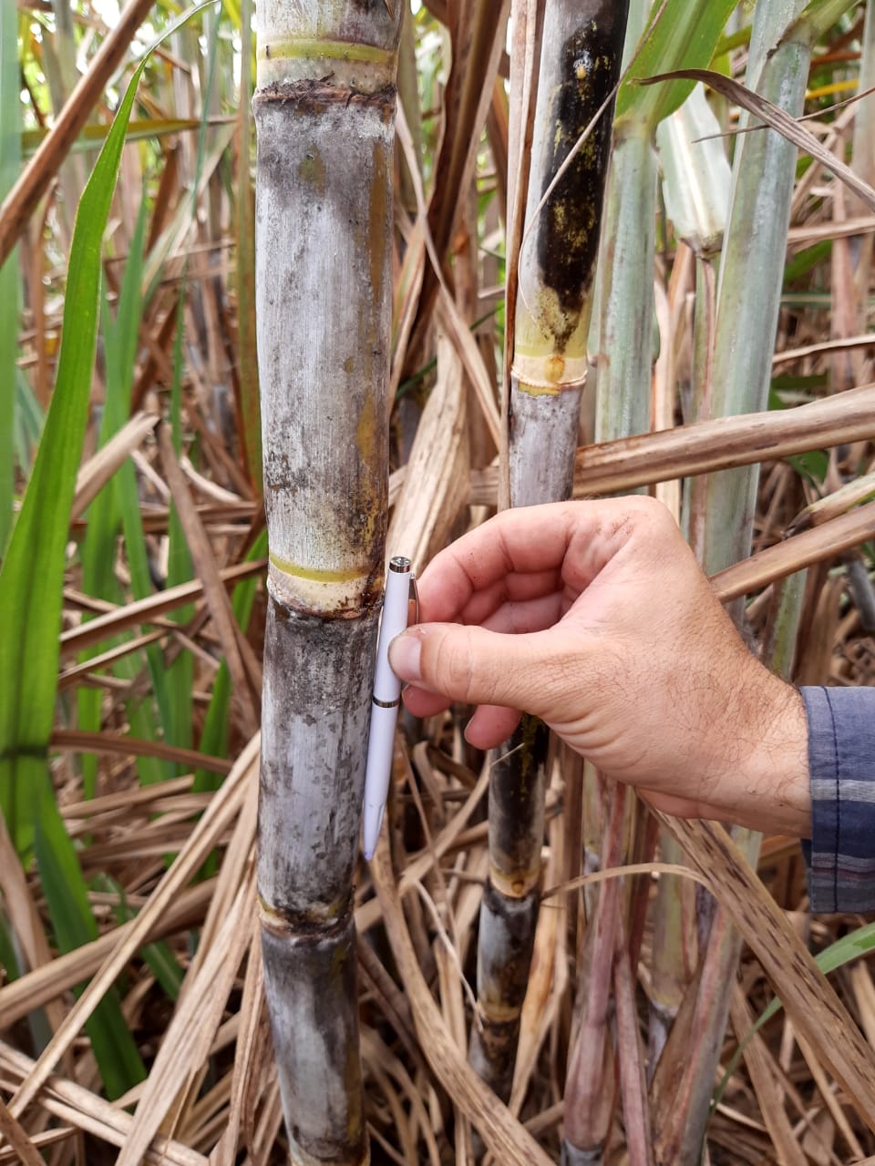 AFCP e Coaf buscam variedades de cana resistentes à seca e à broca