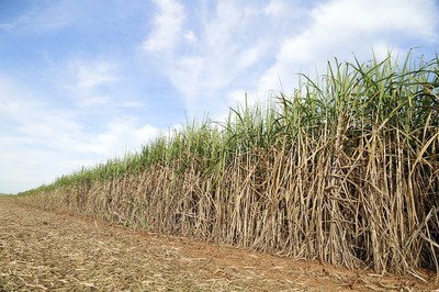 Decisão que limitou plantio de cana nos biomas amazônico e pantaneiro não vale para Bahia