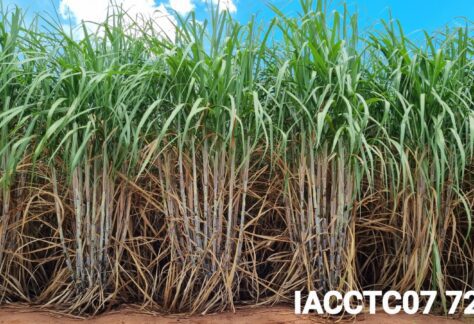 IAC lançará 5 novas cultivares de cana na próxima terça-feira (20)