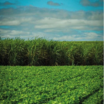 PIB da soja e do biodiesel cresce 21% em 2023, mas renda real recua 5,3%