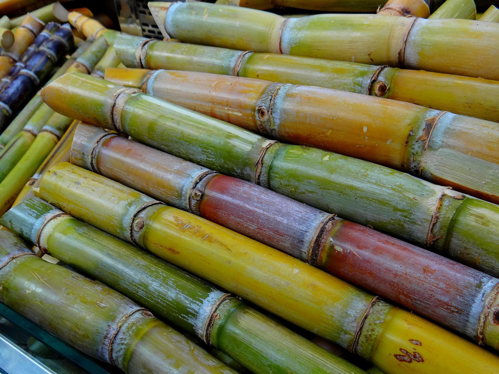 Pesquisadores aumentam em até 120% a sacarificação do bagaço da cana-de-açúcar