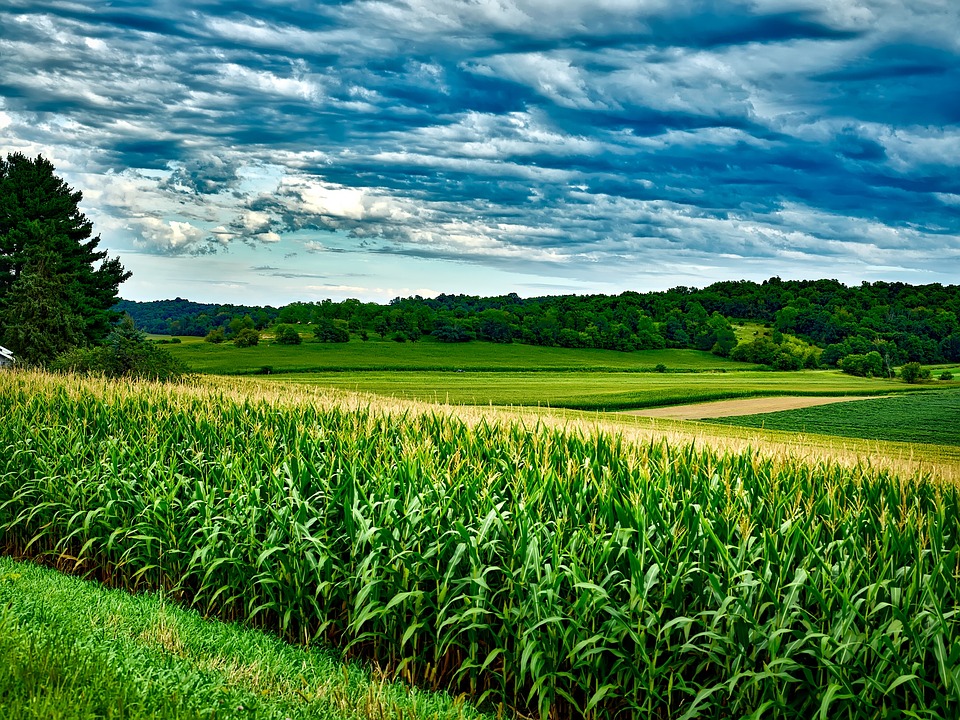 Crédito pode auxiliar produtores de milho alcançarem meta de 124 milhões de toneladas para a safra de 2023